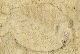 Fossil Leaf Preserved In Travertine - Austria #301607-1